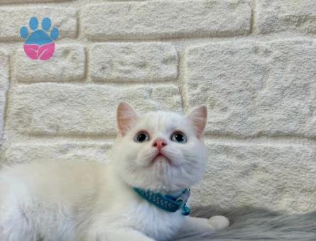 British Shorthair 2 Aylık Bembeyaz Erkek