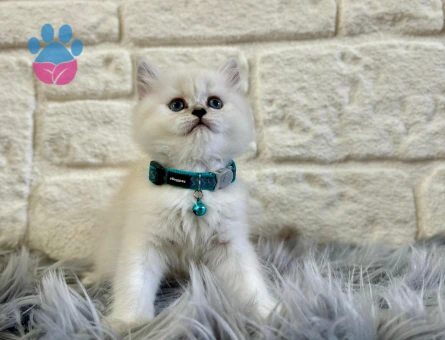 British Longhair Erkek 2 Aylık