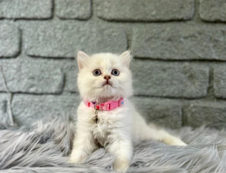 2 Aylık Britsh Longhair Dişi Beyaz