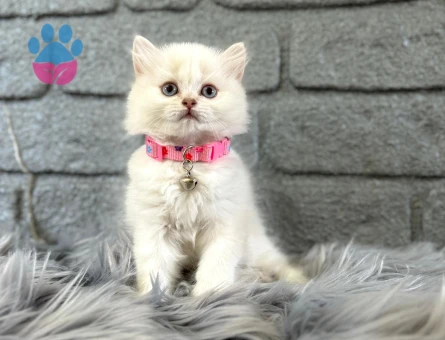 2 Aylık Britsh Longhair Dişi Beyaz