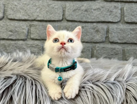 British Shorthair 2 Aylık Erkek