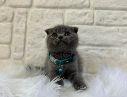 Scottish Fold Erkek 2 Aylık