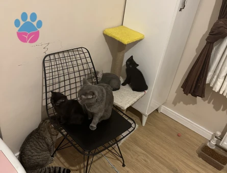 🐾 2,5 Aylık British Shorthair 2 Siyah Yavru – Yeni Yuvasını Arıyor
