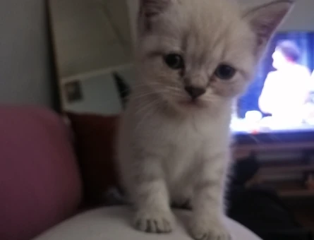 British  shorthair blue point - 5684