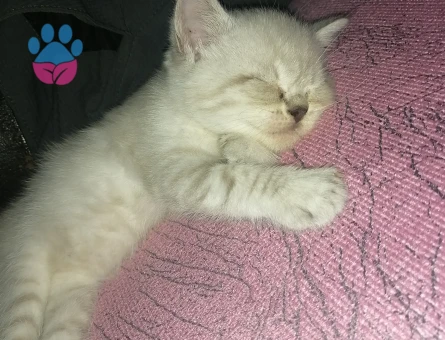 British  shorthair blue point