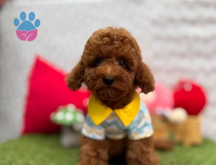 Red Brown Toy Poodle Mini Yavrular