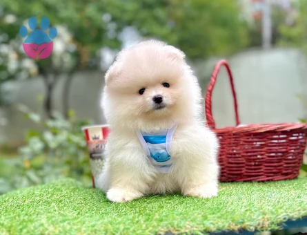 Teddy Face Boo Pomeranian Bebekler