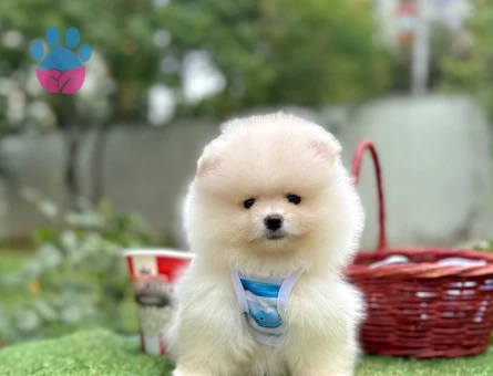 Teddy Face Boo Pomeranian Bebekler - 5687