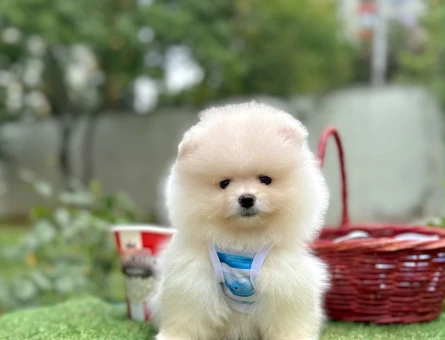 Teddy Face Boo Pomeranian Bebekler - 5687
