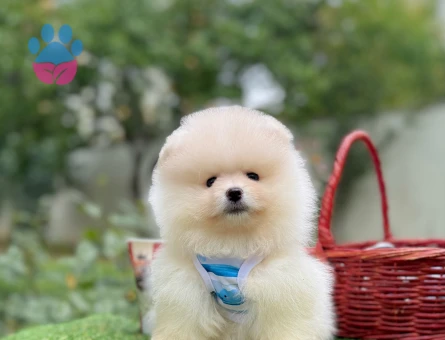 Teddy Face Boo Pomeranian Bebekler