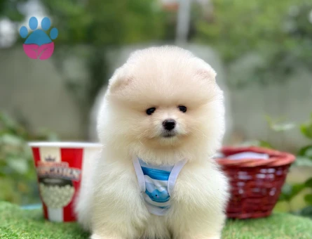 Teddy Face Boo Pomeranian Bebekler