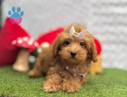 Maltipoo Irkının En Güzel Yavruları - 5688