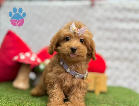 Maltipoo Irkının En Güzel Yavruları