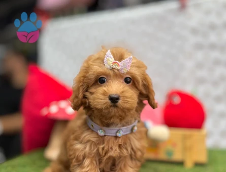 Maltipoo Irkının En Güzel Yavruları