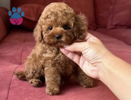 Toy poodle Antialerjik Irk Yavrular Yuva Bekliyor - 5689