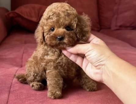 Toy poodle Antialerjik Irk Yavrular Yuva Bekliyor - 5689