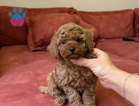 Kızıl Kahve Toy Poodle Mini Yavrular