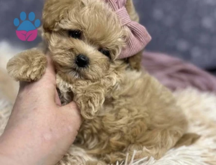 Mini Boyutlarda Sevimli Maltipoo Yavrular - 5691