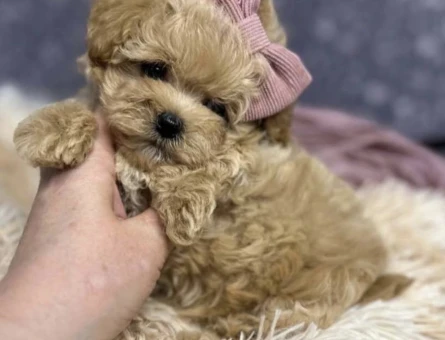 Mini Boyutlarda Sevimli Maltipoo Yavrular - 5691