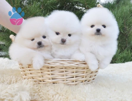 Boo Pomeranian Irkının En güzel Bebekleri