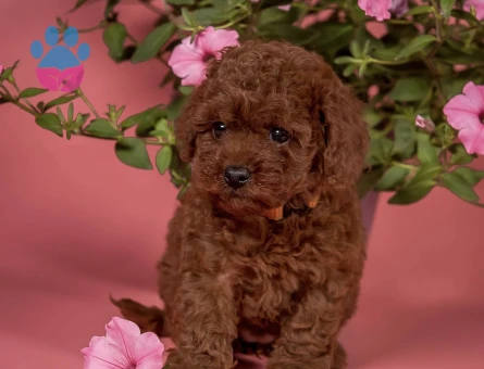 Oyuncu ve akıllı minik poodle yavrular