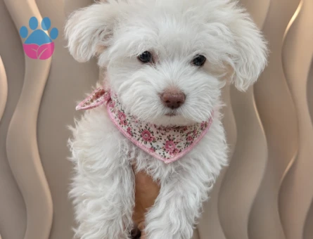 Maltese bebekler - 5697
