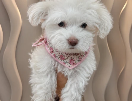 Maltese bebekler - 5697