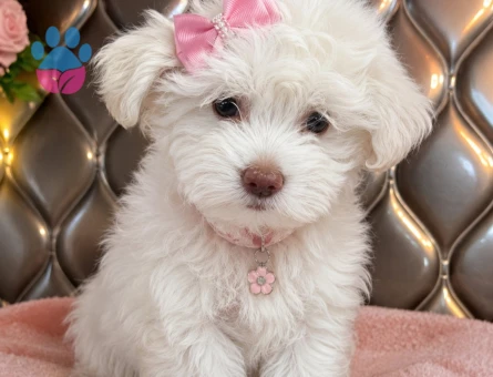 Maltese bebekler