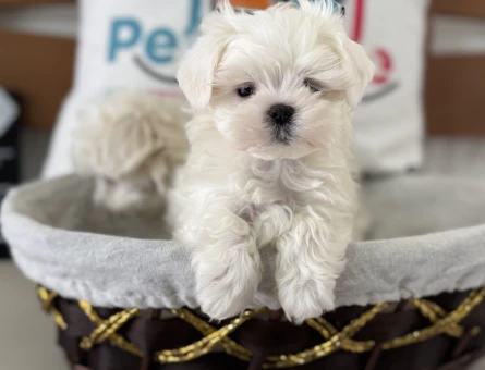 Petmode köpek çiftliğinden tea cup kore kan maltese - 5698