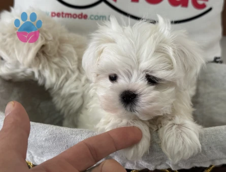 Petmode köpek çiftliğinden tea cup kore kan maltese