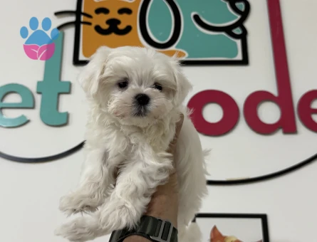 Petmode köpek çiftliğinden tea cup kore kan maltese