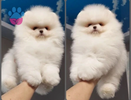 Petmode köpek çiftliğinden Fcı Sçr li pomeranian yavrular