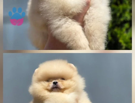 Petmode köpek çiftliğinden Fcı Sçr li pomeranian yavrular