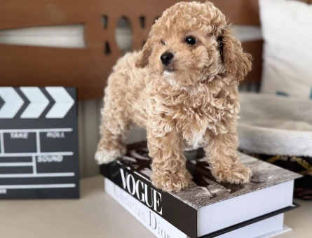 Petmode köpek çiftliğinden kore maltipoo yavrular - 5700