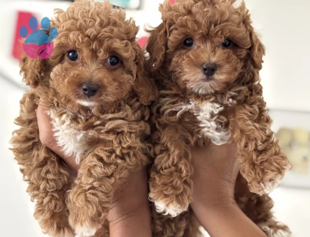 Petmode köpek çiftliğinden kore maltipoo yavrular