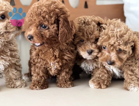 Petmode köpek çiftliğinden kore maltipoo yavrular