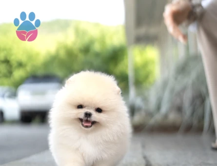 Pomeranian Boo Teddy Bear Yavrularimiz - 5703