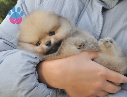 Pomeranian Boo Teddy Bear En Mini Boy Yavrular