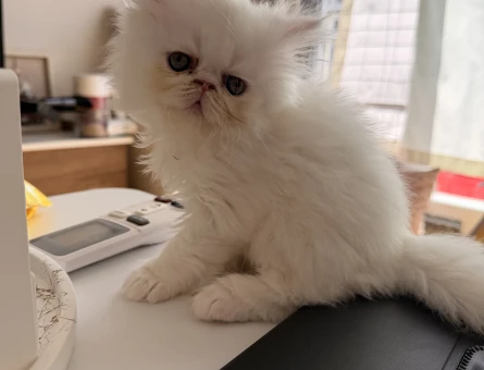 Exotic Shorthair Yavru Kedi Ömürlük Yuvasını Arıyor - 5706