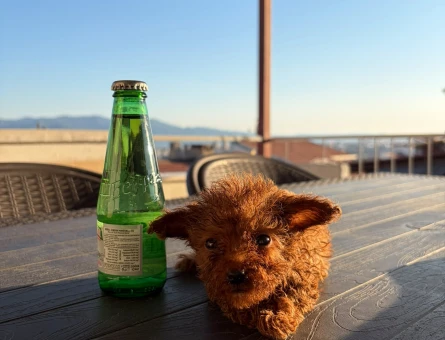 Teacup poodle yavrularımız - 5708