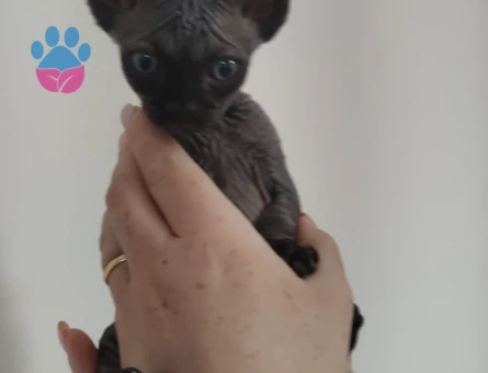 Sfenks 2 aylık yavru erkek kedi - 5709