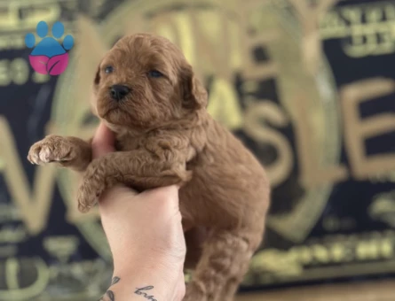 Toy Poodle Yavruları