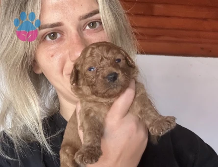 Toy Poodle Yavruları