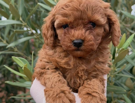 Toypoodle Erkek 2 Aylık - 5713