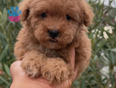 Toy Poodle Erkek 2 Aylık - 5716