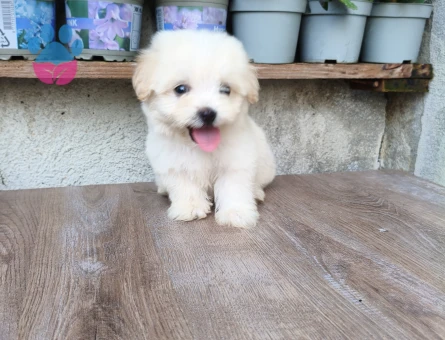 Adana İçi Maltese Terrier Yavru