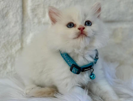 British Longhair Erkek 2 Aylık