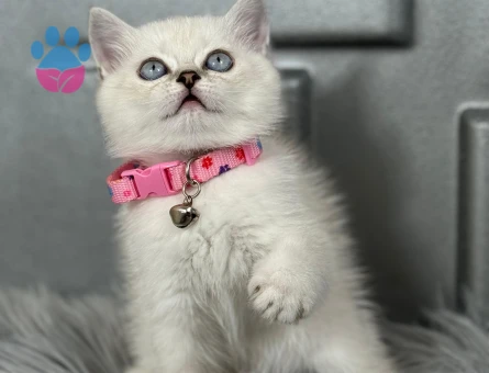 British Shorthair Bluepoint Dİşi 2 Aylık