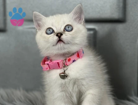 British Shorthair Bluepoint Dİşi 2 Aylık