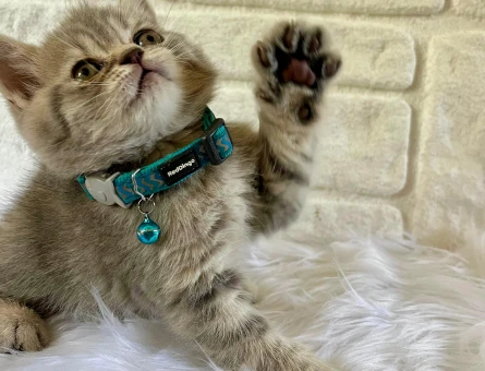 British Shorthair Tabby Erkek 2 Aylık